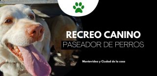 Recreo Canino pasedor de perros montevideo