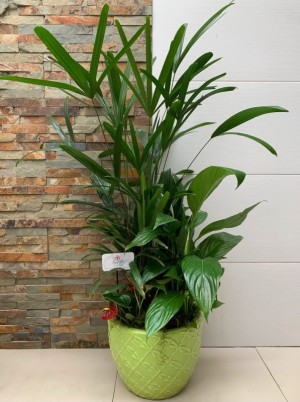 Conjunto de Plantas Nº4