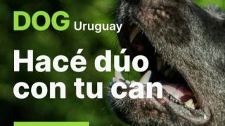 adiestradores de gatos en montevideo DOG Uruguay - Hacé dúo con tu can -