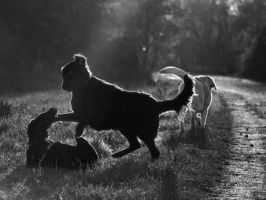 guarderia canina montevideo Ryokan Dogs House