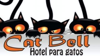 guarderia perros montevideo Cat Bell