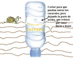 Combatir Caracoles y Babosas de manera natural Cómo combatir orgánicamente caracoles y babosas Prefieren los lugares húmedos y sombríos, los usan como [...]