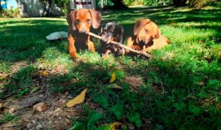 hoteles animales montevideo Shadows hotel y criadero