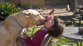 criaderos de perros en montevideo La Alborada Criadero canino